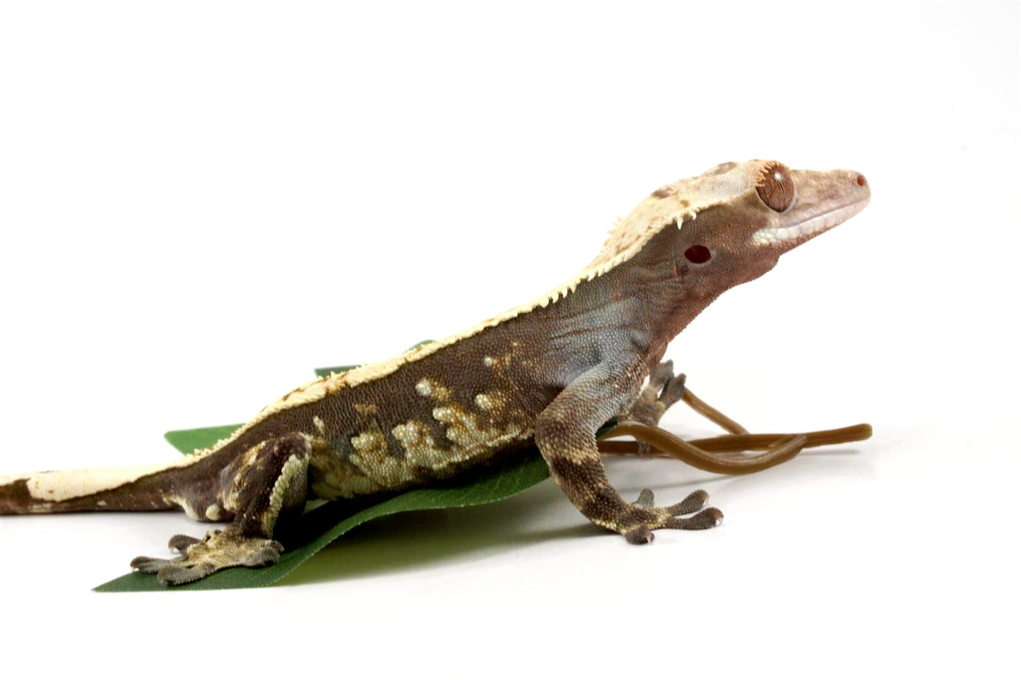 Harlequin Crested Gecko