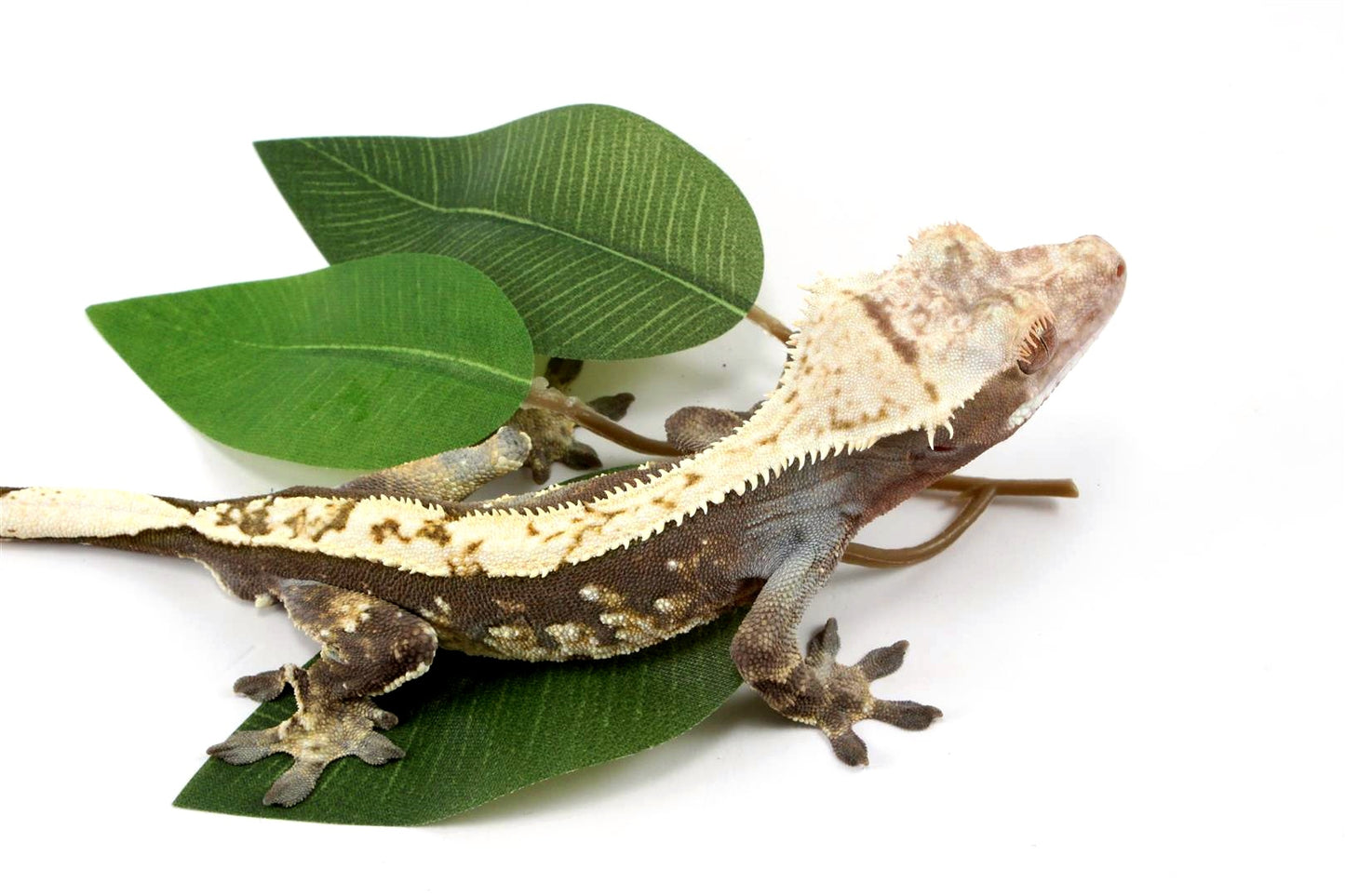 Harlequin Crested Gecko