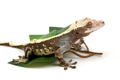 Harlequin Crested Gecko