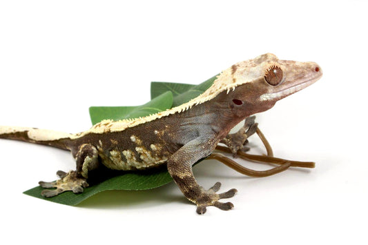 Harlequin Crested Gecko