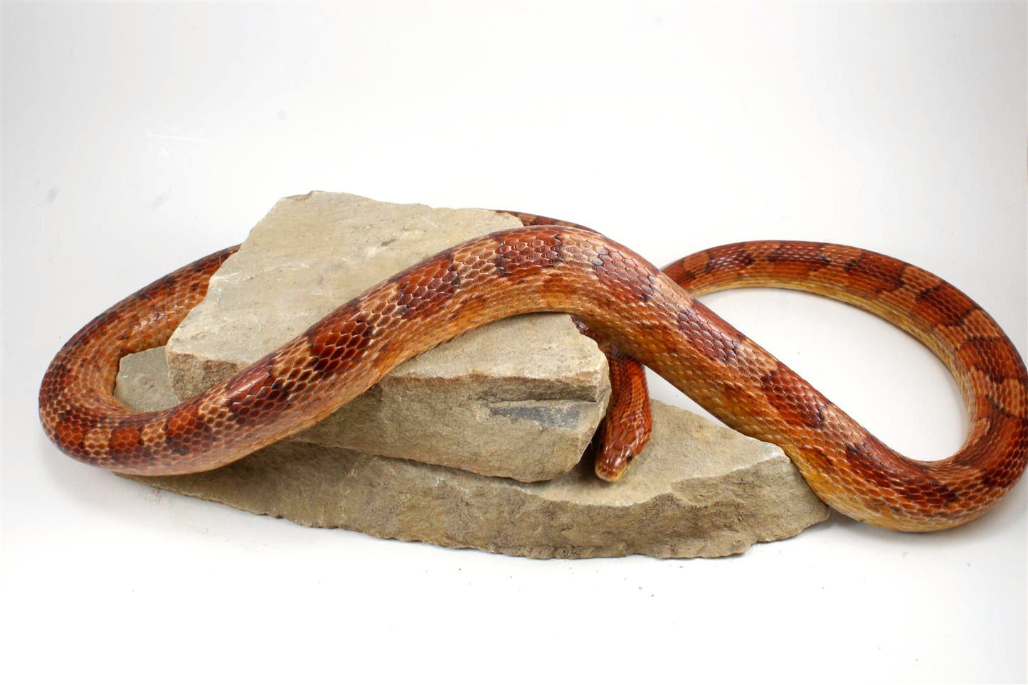 Classic Corn Snake
