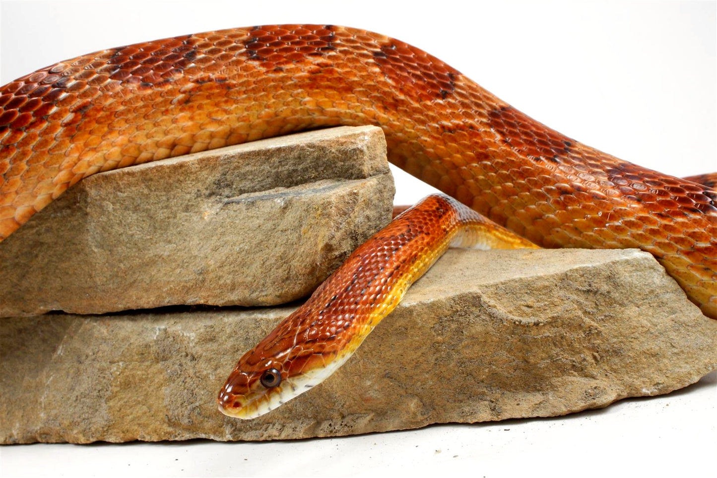 Classic Corn Snake