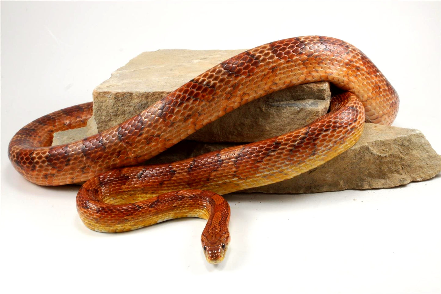 Classic Corn Snake
