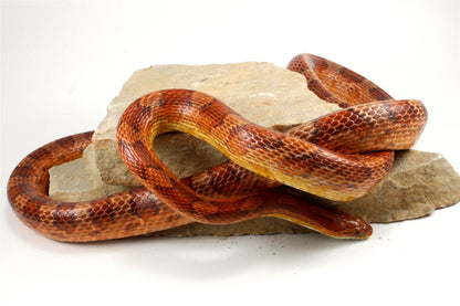 Classic Corn Snake