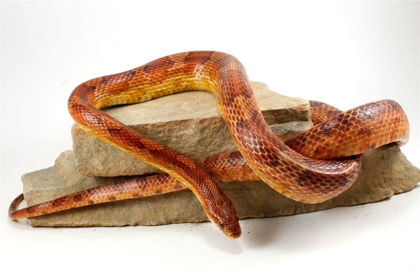 Classic Corn Snake