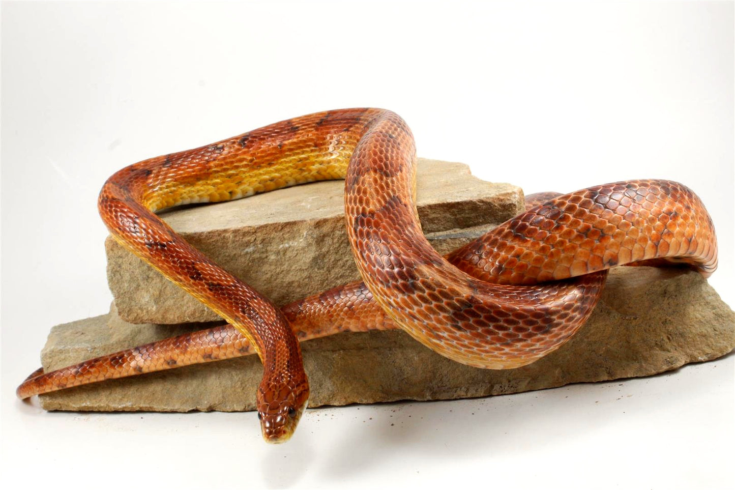 Classic Corn Snake