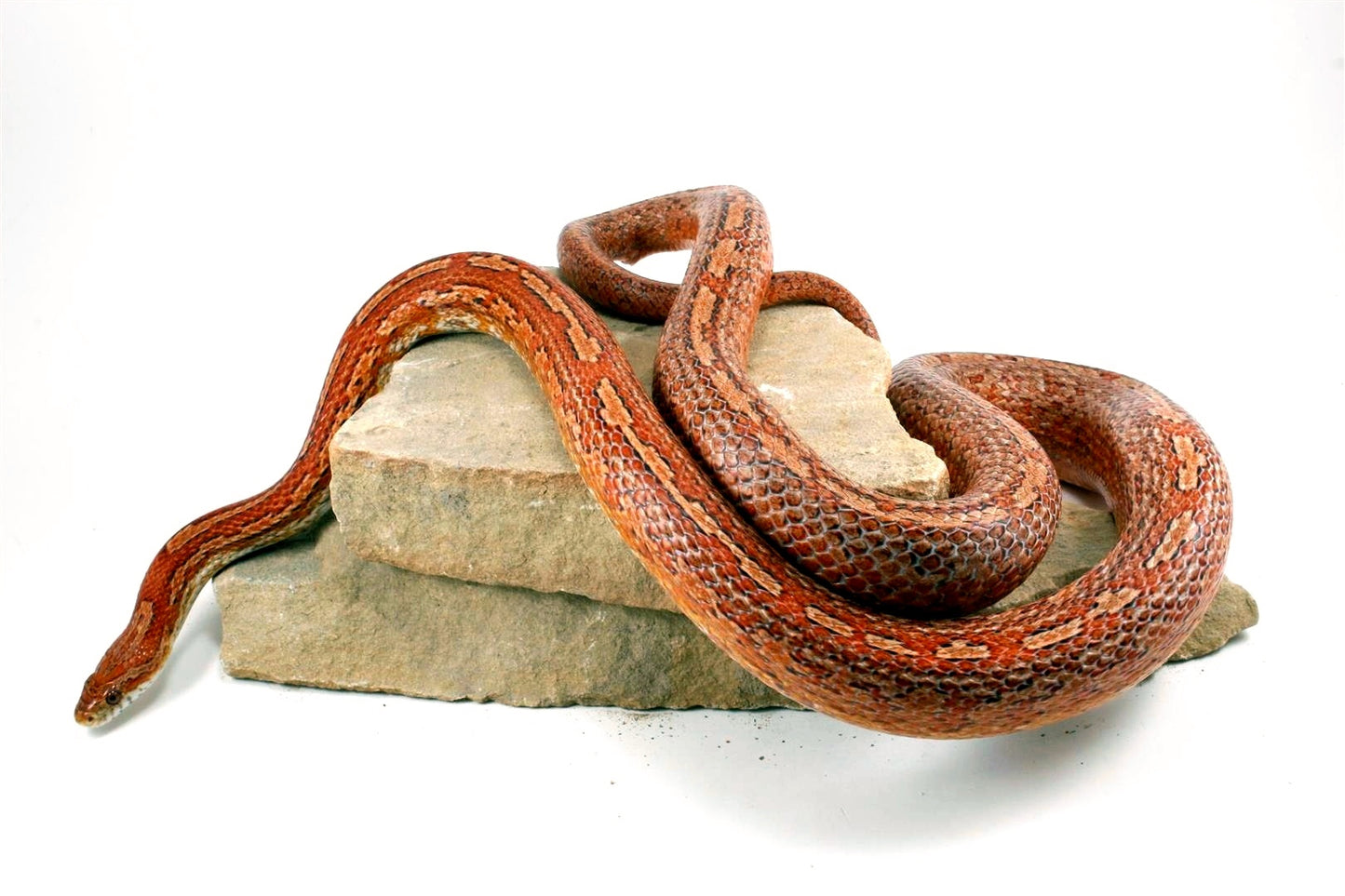 Amel Tessera Corn Snake