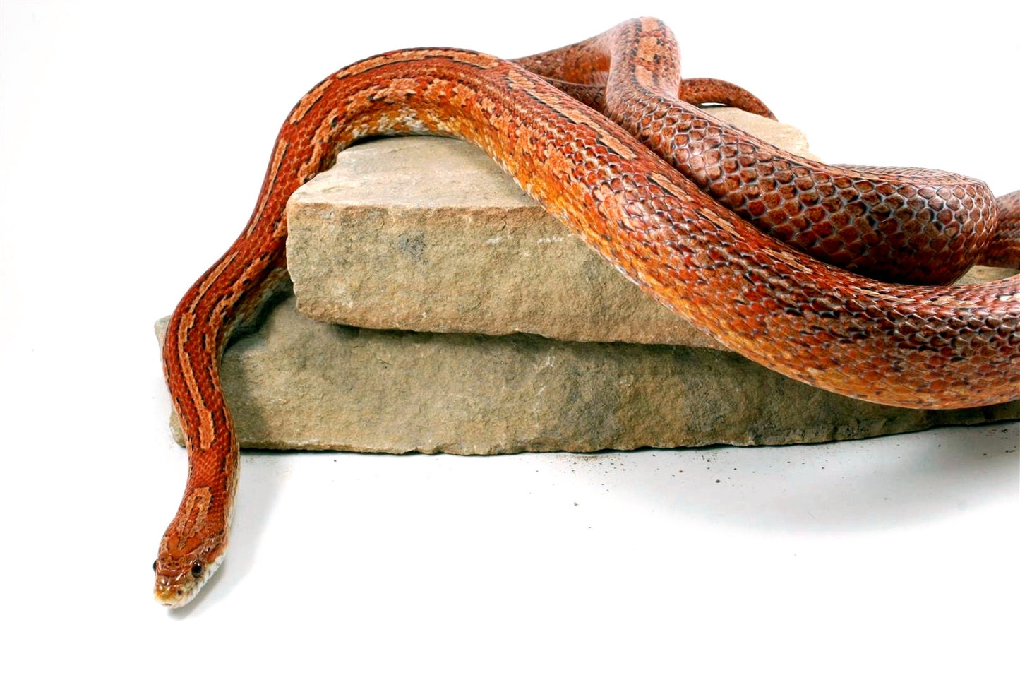 Amel Tessera Corn Snake