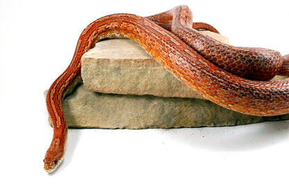 Amel Tessera Corn Snake