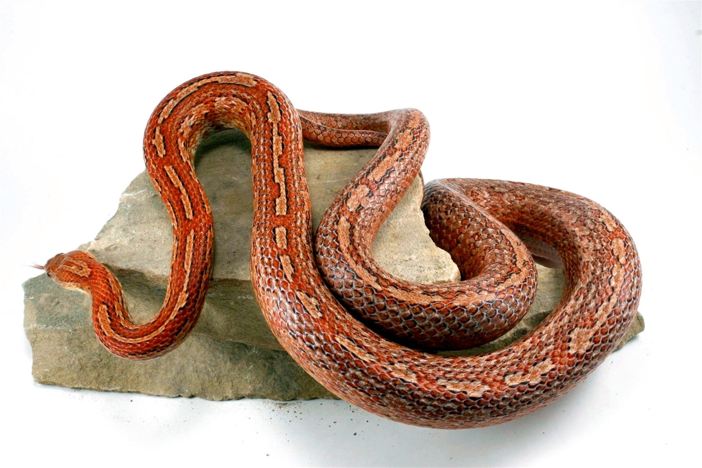 Amel Tessera Corn Snake