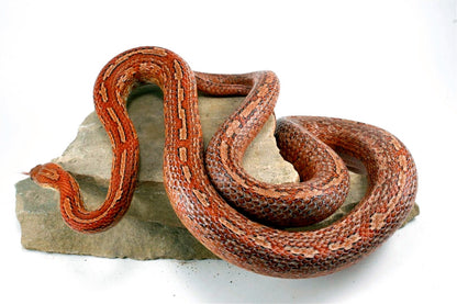 Amel Tessera Corn Snake