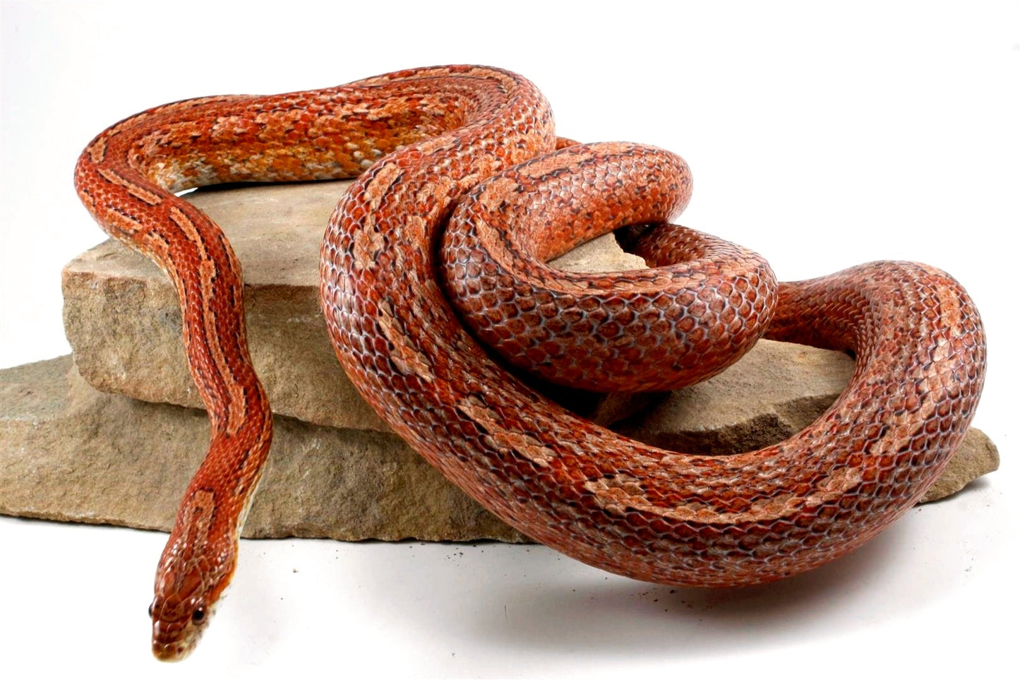 Amel Tessera Corn Snake