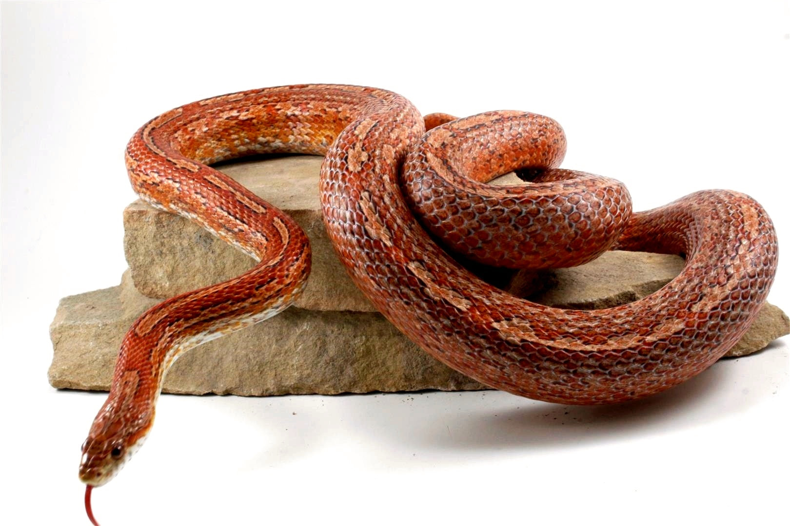 Amel Tessera Corn Snake - All Reptiles