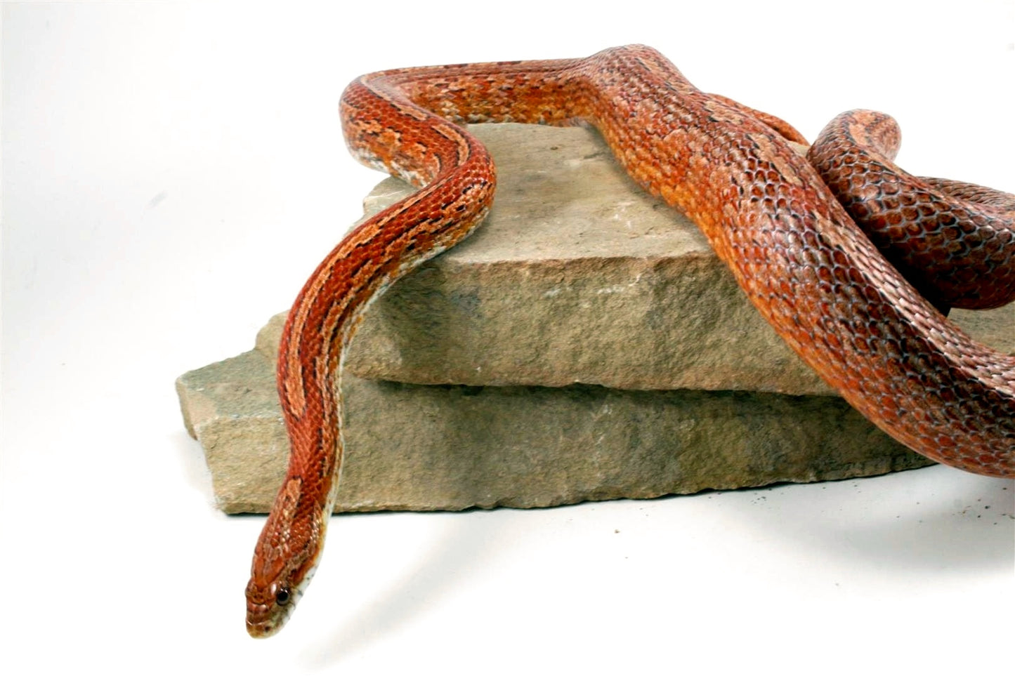 Amel Tessera Corn Snake