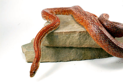 Amel Tessera Corn Snake