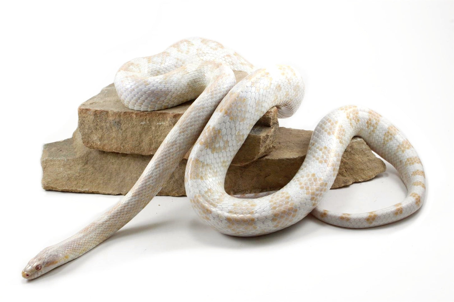 Snow Corn Snake
