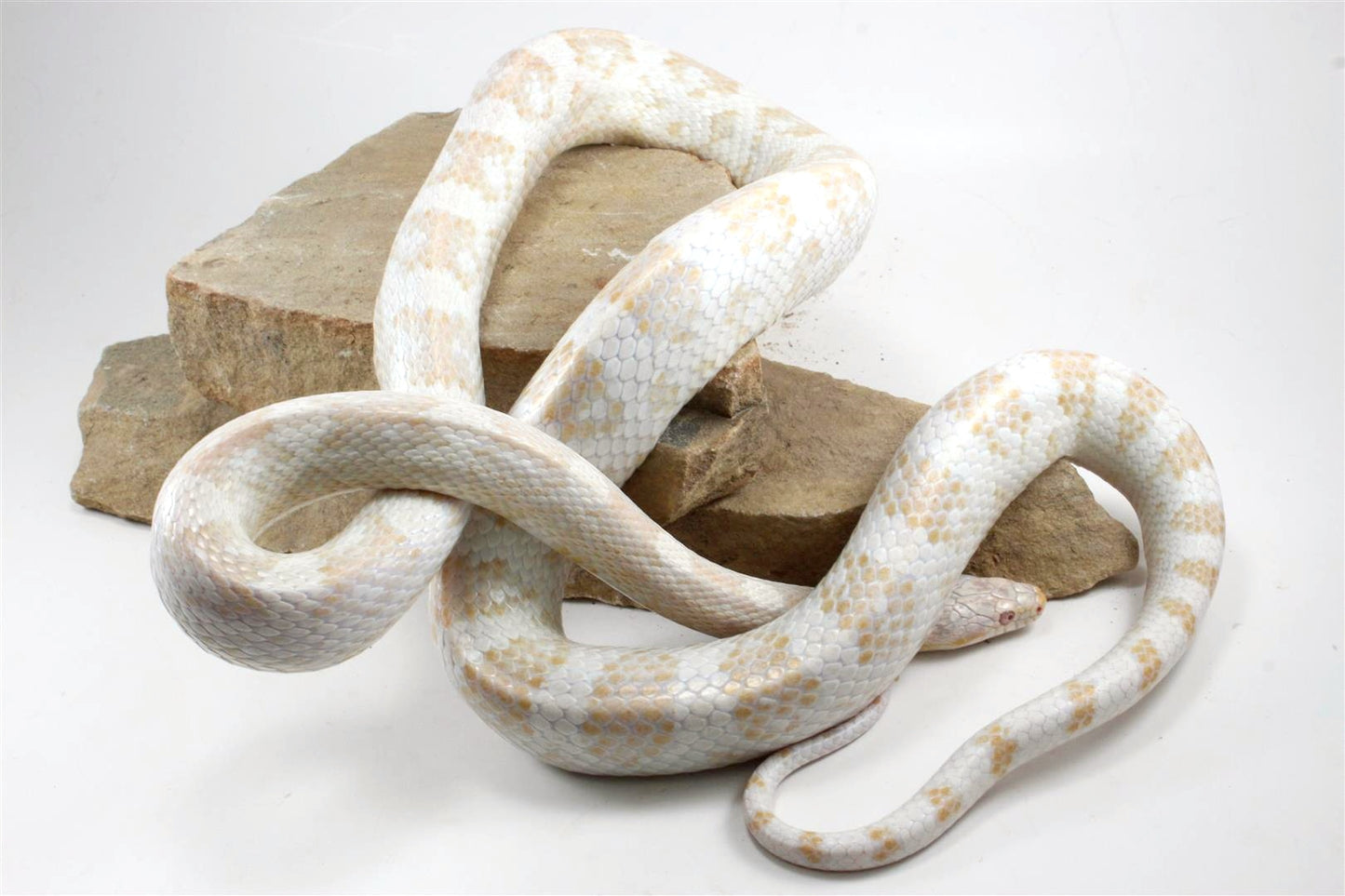 Snow Corn Snake