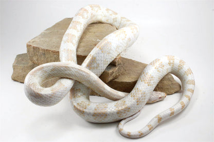 Snow Corn Snake