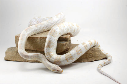 Snow Corn Snake