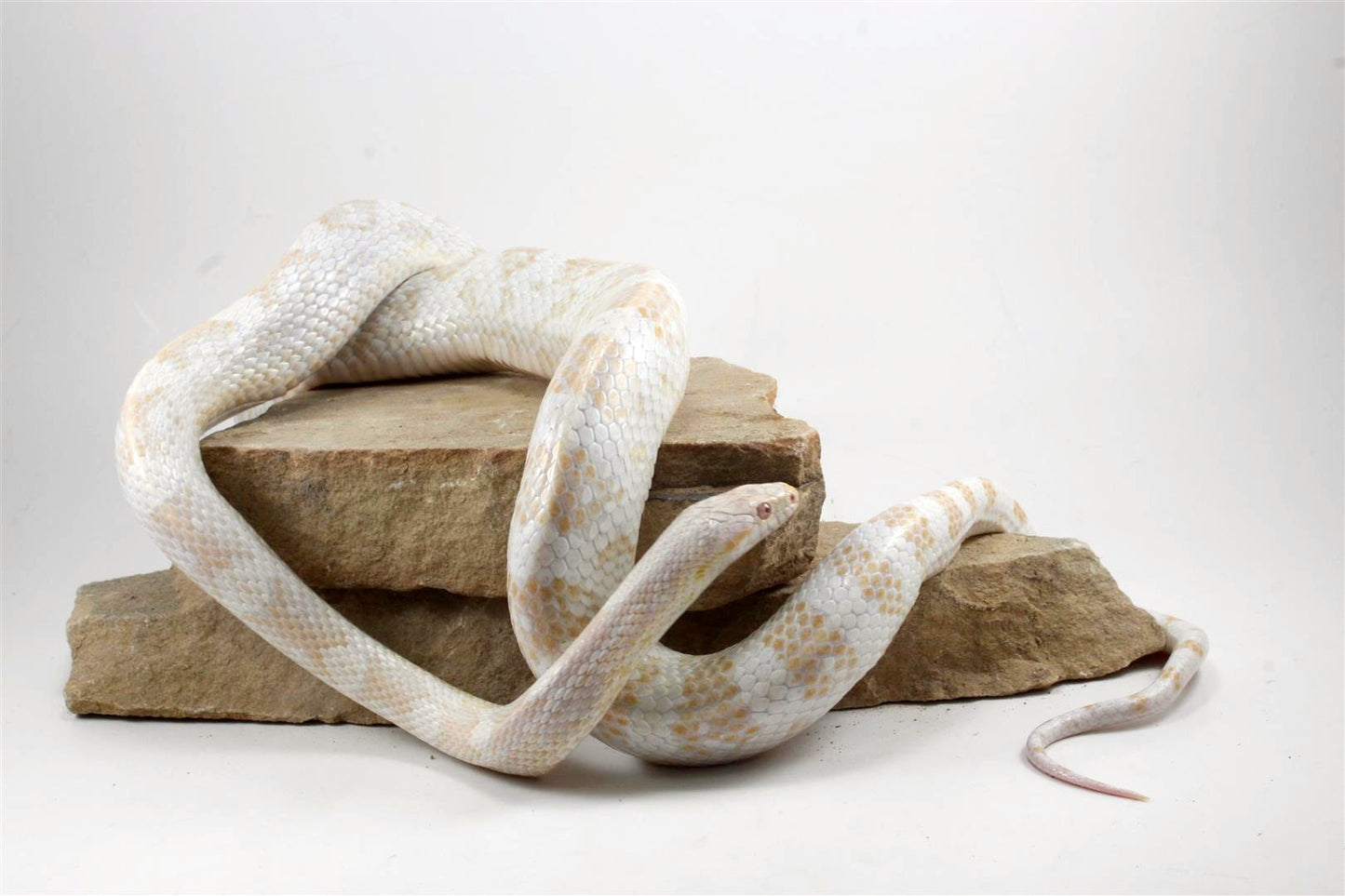 Snow Corn Snake