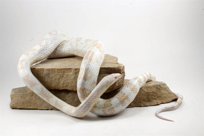 Snow Corn Snake