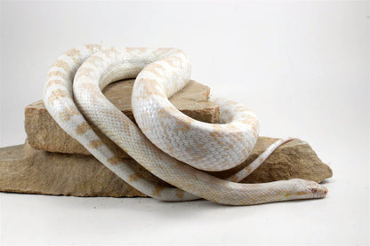 Snow Corn Snake