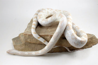 Snow Corn Snake