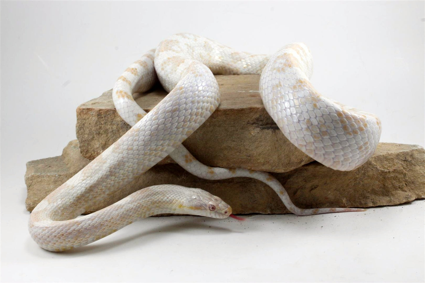 Snow Corn Snake