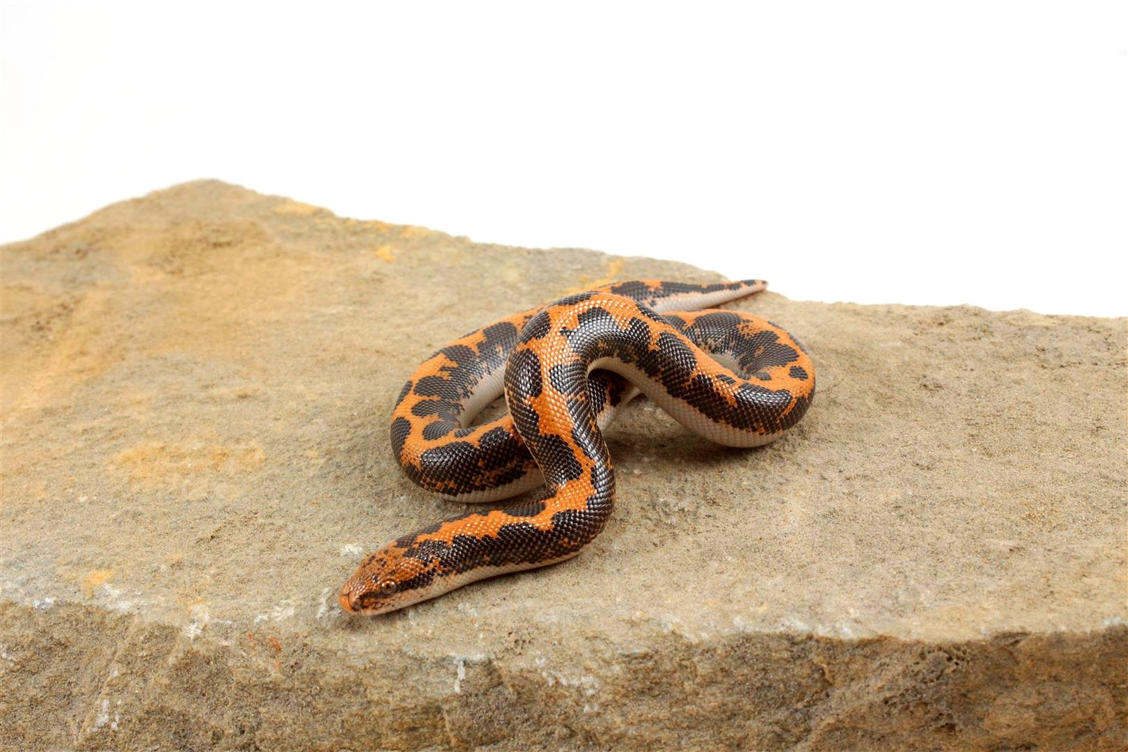 Kenyan Sand Boa All Reptiles