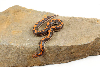 Kenyan Sand Boa All Reptiles