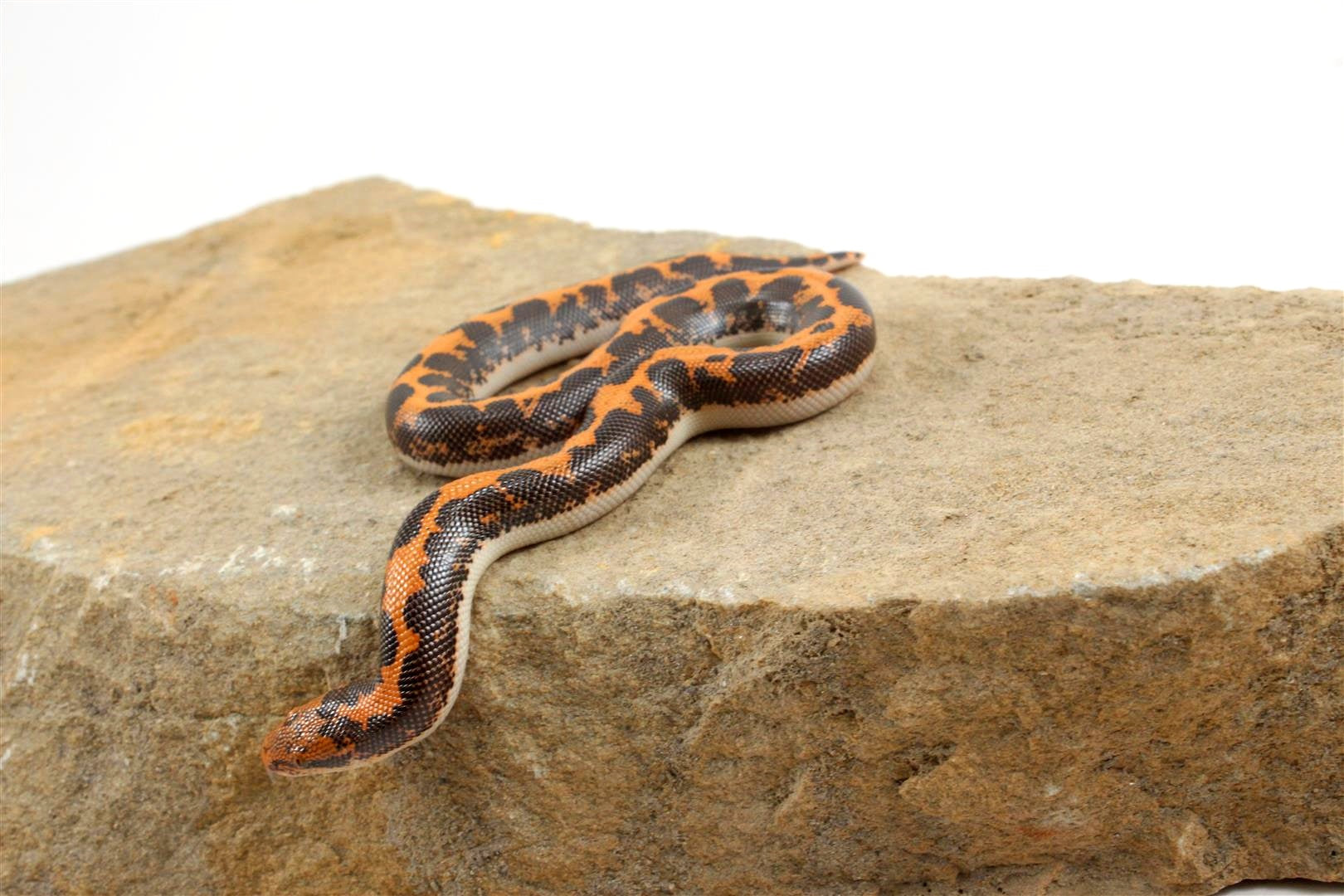 Kenyan Sand Boa All Reptiles