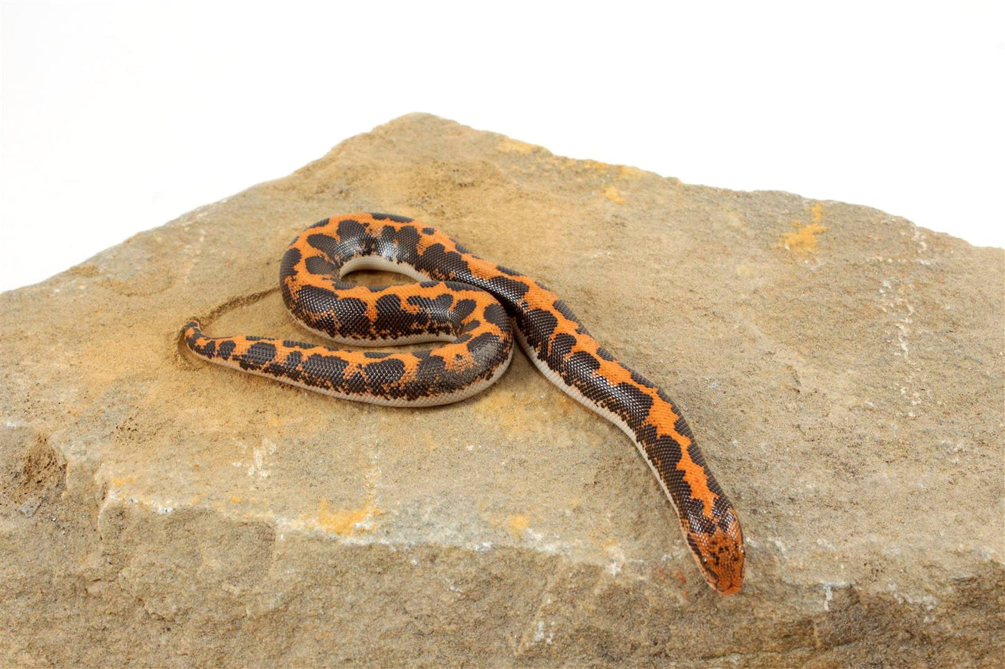 Kenyan Sand Boa All Reptiles
