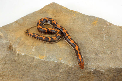 Kenyan Sand Boa All Reptiles