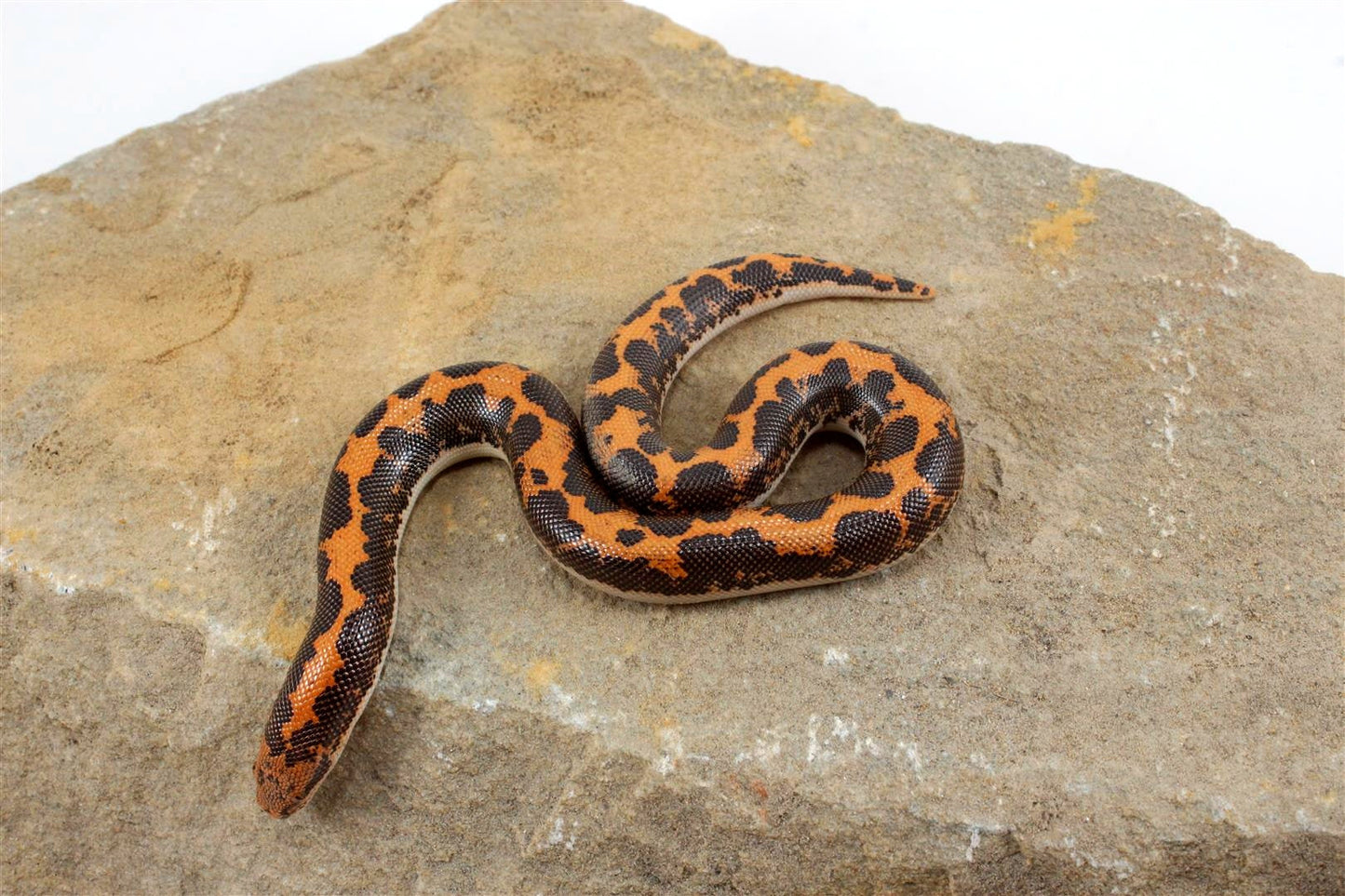 Kenyan Sand Boa All Reptiles