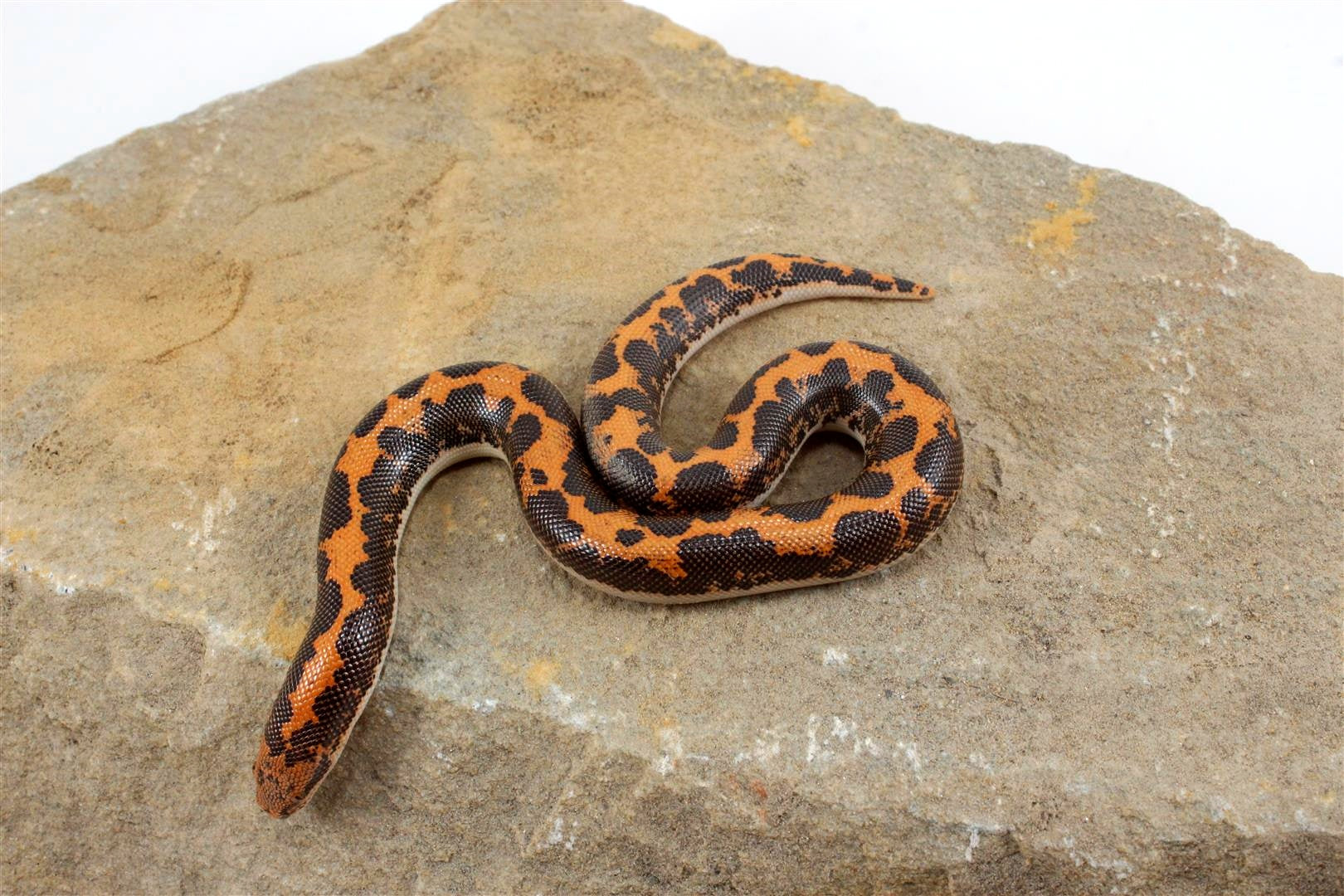 Kenyan Sand Boa All Reptiles