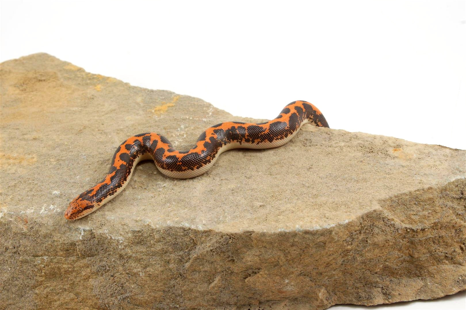 Kenyan Sand Boa All Reptiles