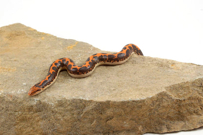 Kenyan Sand Boa All Reptiles