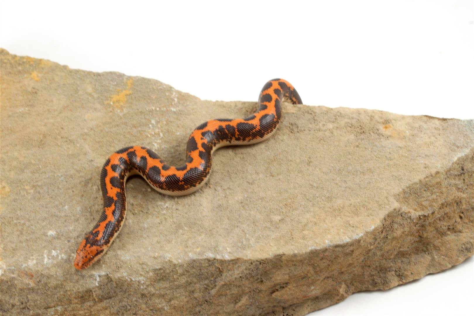 Kenyan Sand Boa All Reptiles