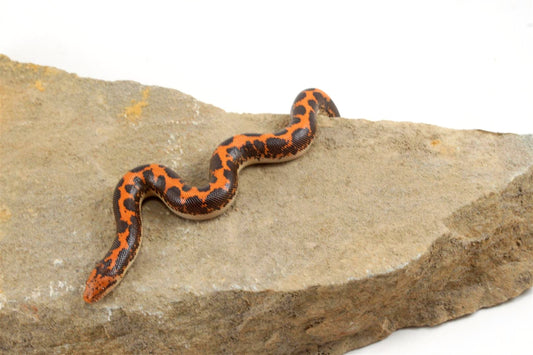 Kenyan Sand Boa