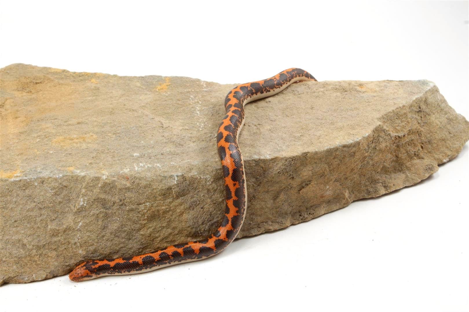 Kenyan Sand Boa All Reptiles