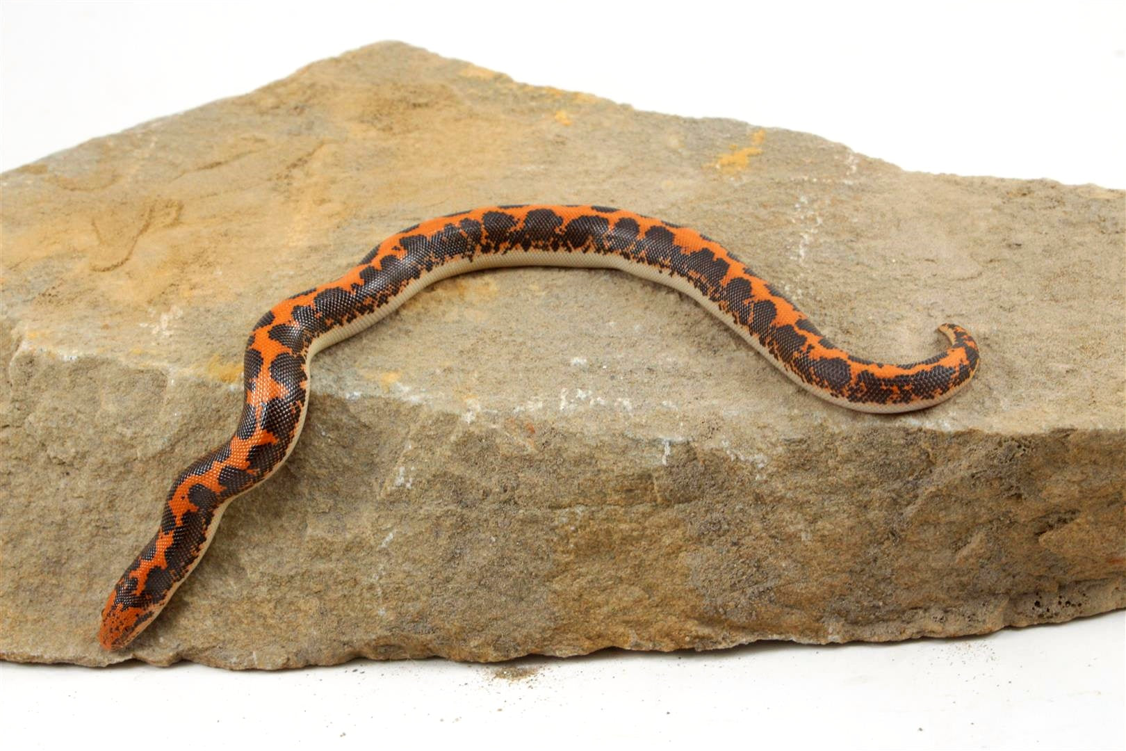 Kenyan Sand Boa All Reptiles