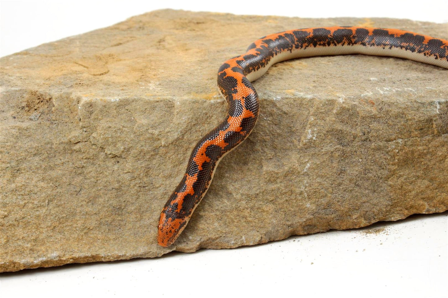 Kenyan Sand Boa All Reptiles