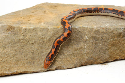 Kenyan Sand Boa All Reptiles