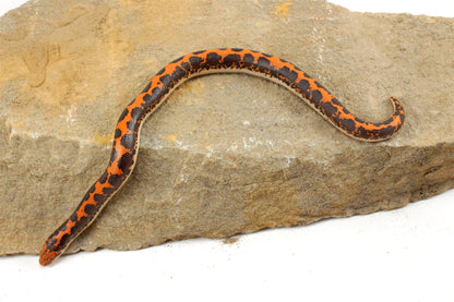 Kenyan Sand Boa All Reptiles