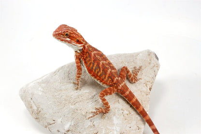 Hypo Leatherback Super Red Bearded Dragon All Reptiles