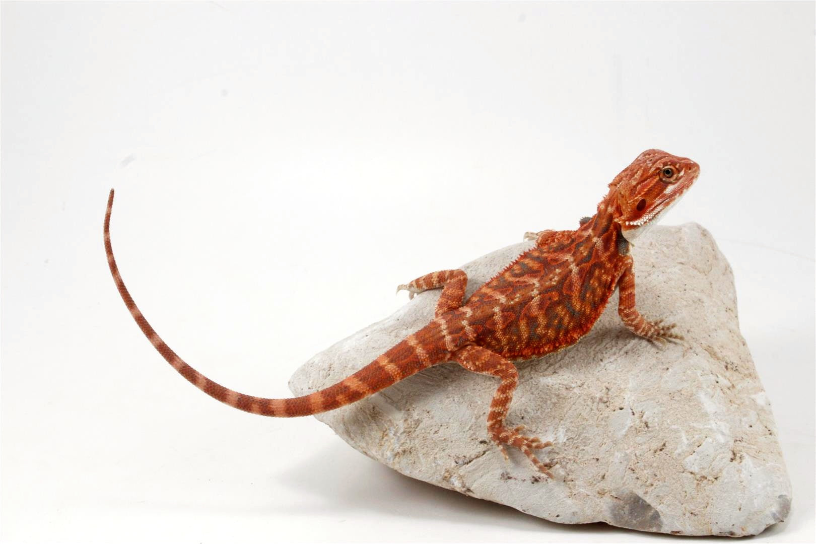 Hypo Leatherback Super Red Bearded Dragon All Reptiles