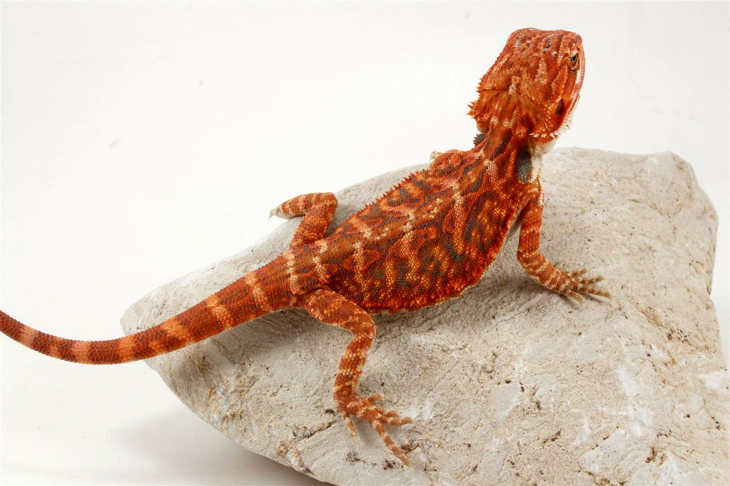 Hypo Leatherback Super Red Bearded Dragon All Reptiles