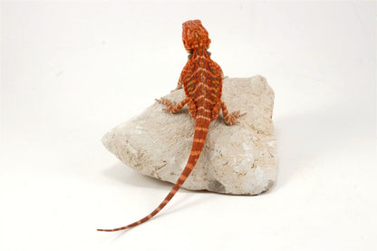 Hypo Leatherback Super Red Bearded Dragon All Reptiles