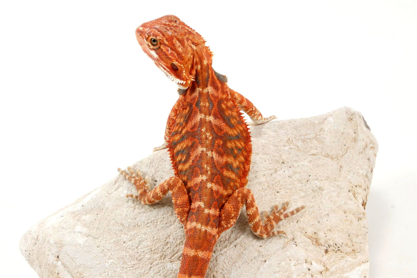 Hypo Leatherback Super Red Bearded Dragon All Reptiles