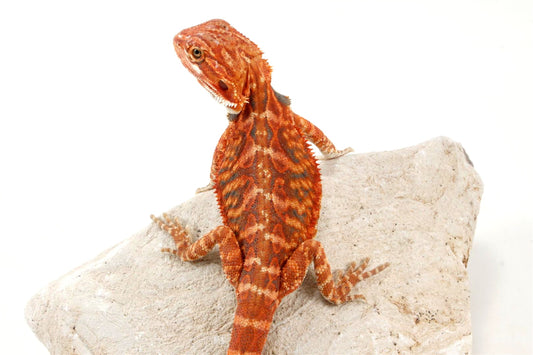 Hypo Leatherback Super Red Bearded Dragon All Reptiles